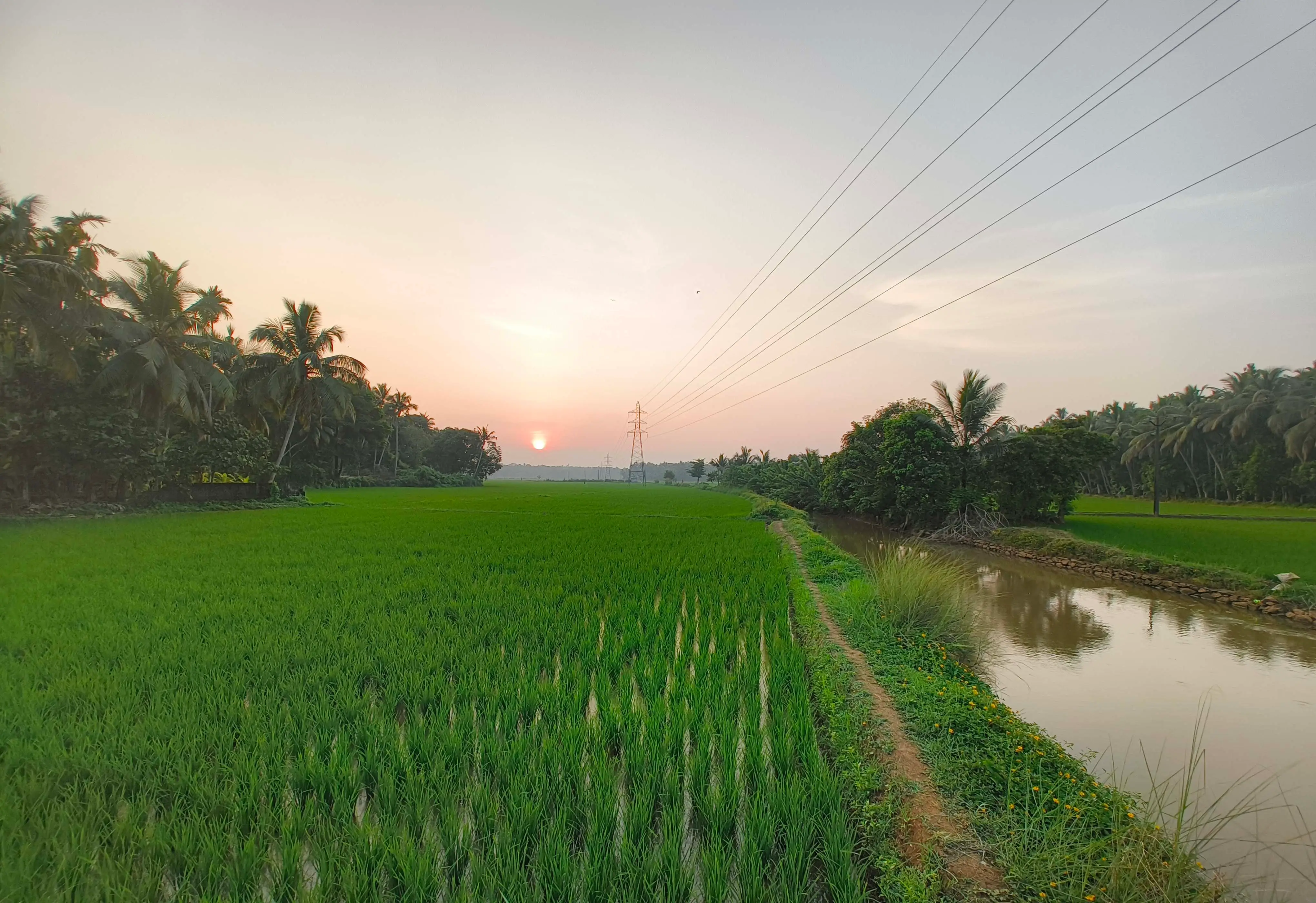 Lush farmland
