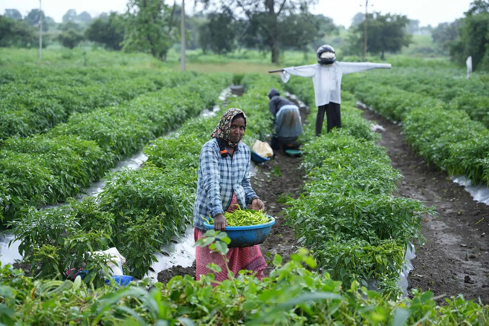 Lush green farm field slideshow